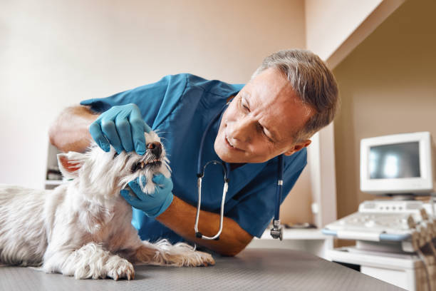 Best Emergency Wisdom Tooth Extraction in South Coventry, CT